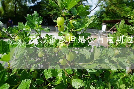 贷款很多但是没有逾期过影响 贷款很多但是没有逾期过影响