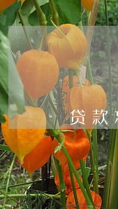 贷款忘记逾期3天 贷款忘记逾期3天