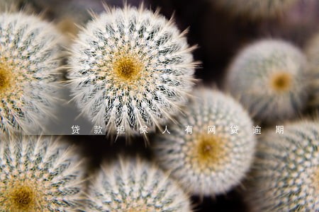 贷款担保人有网贷逾期 贷款担保人有网贷逾期