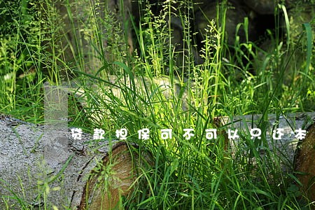 贷款担保可不可以只还本金