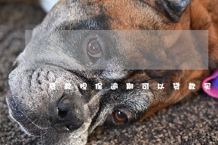 贷款担保逾期可以贷款买车吗 贷款担保逾期可以贷款买车吗