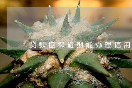贷款担保逾期能办理信用卡吗 贷款担保逾期能办理信用卡吗