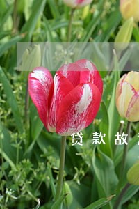 贷款故意逾期不通知 贷款故意逾期不通知