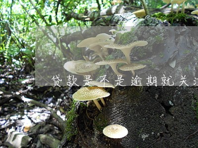 贷款是不是逾期就关注 贷款是不是逾期就关注
