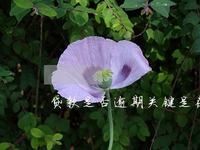 贷款是否逾期关键是在 贷款是否逾期关键是在