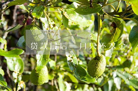 贷款最后一月只还本金 贷款最后一月只还本金