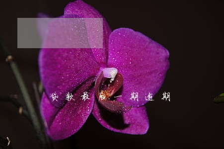 贷款最后一期逾期 贷款最后一期逾期