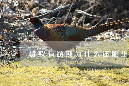 贷款有逾期为什么还能坐飞机 贷款有逾期为什么还能坐飞机