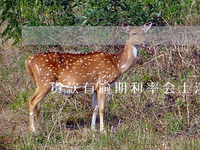 贷款有逾期利率会上浮吗 贷款有逾期利率会上浮吗