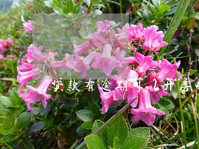 贷款有逾期可以开房吗 贷款有逾期可以开房吗