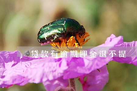 贷款有逾期押金退不提 贷款有逾期押金退不提