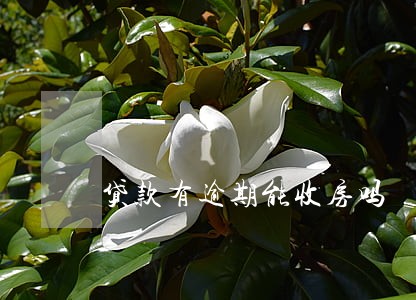 贷款有逾期能收房吗 贷款有逾期能收房吗