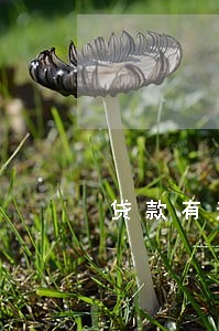 贷款有逾期蚂蚁借呗能核审吗 贷款有逾期蚂蚁借呗能核审吗