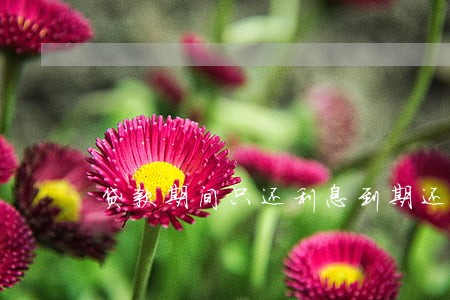 贷款期间只还利息到期还本金 贷款期间只还利息到期还本金