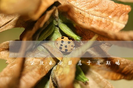贷款未余额属于逾期吗 贷款未余额属于逾期吗