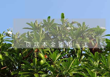 贷款本金逾期一天 贷款本金逾期一天