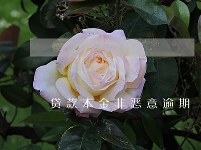 贷款本金非恶意逾期 贷款本金非恶意逾期