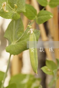 贷款核销后可否主张逾期利息