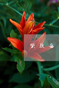 贷款每月还款逾期 贷款每月还款逾期