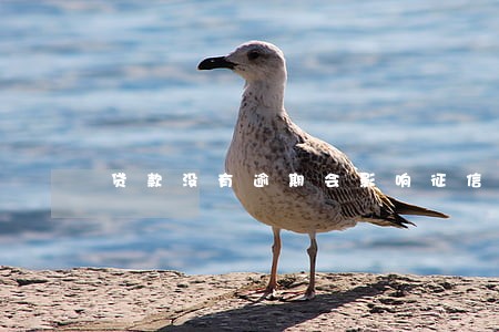 贷款没有逾期会影响征信吗 贷款没有逾期会影响征信吗