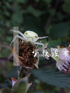 贷款没有逾期的征信 贷款没有逾期的征信