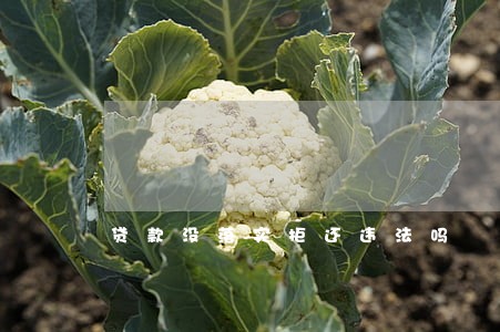 贷款没落实拒还违法吗