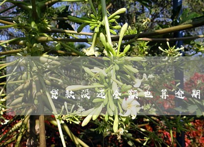 贷款没还全额也算逾期吗