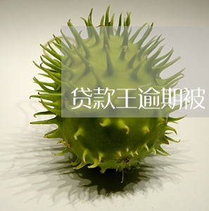 贷款王逾期被 贷款王逾期被