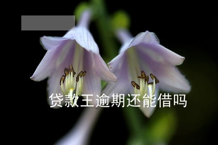贷款王逾期还能借吗 贷款王逾期还能借吗