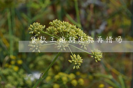 贷款王逾期还能再借吗 贷款王逾期还能再借吗