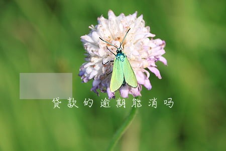 贷款的逾期能消吗 贷款的逾期能消吗