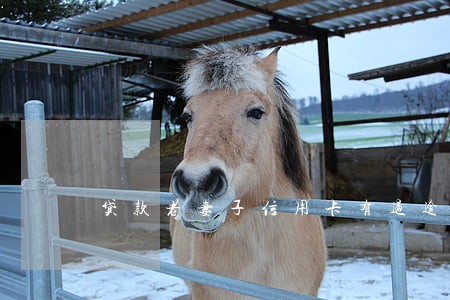 贷款者妻子信用卡有过逾期 贷款者妻子信用卡有过逾期