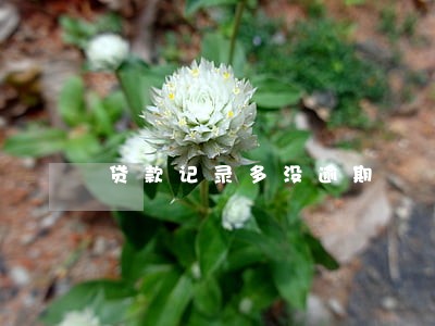 贷款记录多没逾期 贷款记录多没逾期