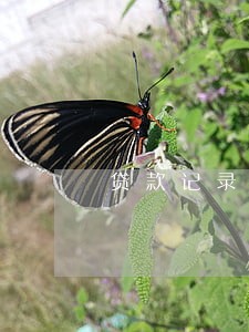 贷款记录太多没有逾期 贷款记录太多没有逾期