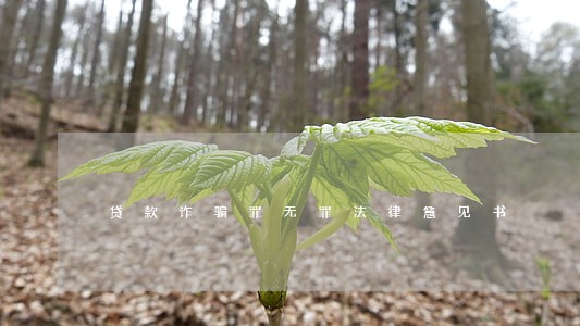 贷款诈骗罪无罪法律意见书 贷款诈骗罪无罪法律意见书