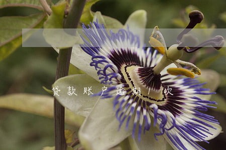 贷款账户逾期1次 贷款账户逾期1次