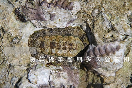 贷款货车逾期多久会被扣车 贷款货车逾期多久会被扣车