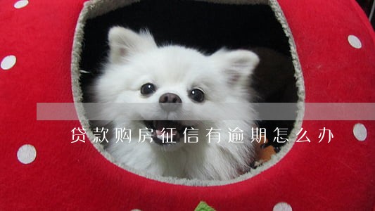 贷款购房征信有逾期怎么办 贷款购房征信有逾期怎么办