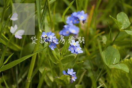 贷款购房逾期