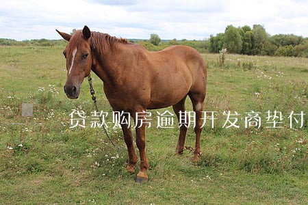 贷款购房逾期开发商垫付 贷款购房逾期开发商垫付