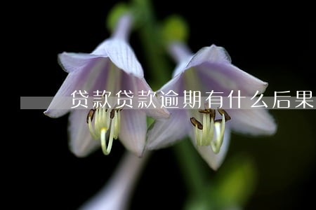 贷款贷款逾期有什么后果 贷款贷款逾期有什么后果