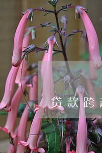 贷款跨越逾期怎么办