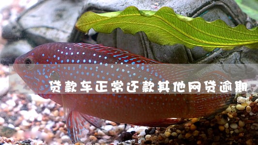 贷款车正常还款其他网贷逾期 贷款车正常还款其他网贷逾期