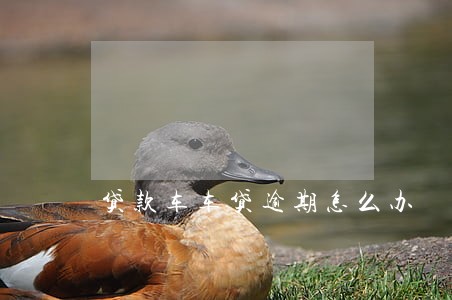贷款车车贷逾期怎么办