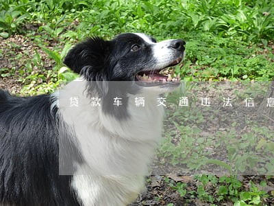 贷款车辆交通违法信息查询 贷款车辆交通违法信息查询