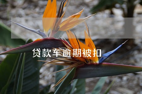 贷款车逾期被扣 贷款车逾期被扣