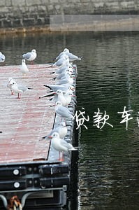 贷款车逾期要交多少钱 贷款车逾期要交多少钱