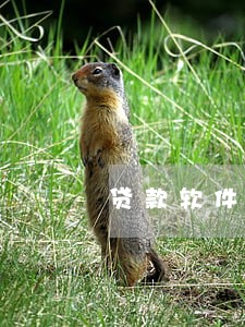 贷款软件可以逾期几天 贷款软件可以逾期几天