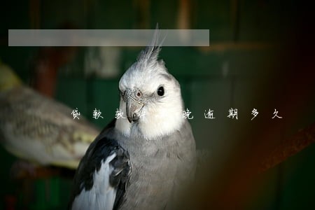 贷款软件最晚逾期多久 贷款软件最晚逾期多久