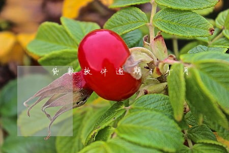 贷款软件逾期3个月